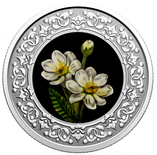 2021 - $3 - Pure Silver Coloured Coin – Mountain Avens: Emblems of Canada: NorthWest Territories
