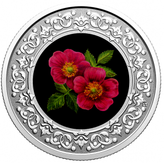 2021 - $3 - Pièce colorée en argent pur – Emblèmes floraux du Canada – Alberta : Rose aciculaire